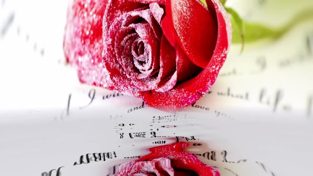 Red rose reflecting in the water