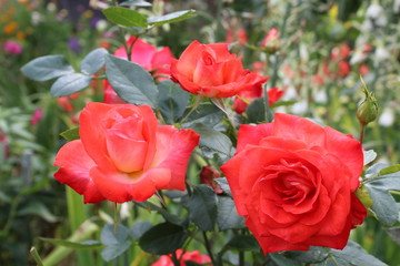 Red roses