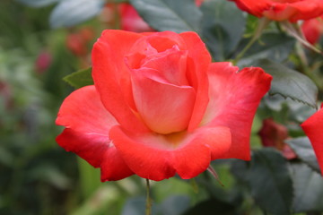 Single red rose