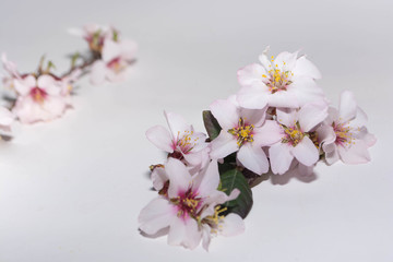 Spring flowers from trees