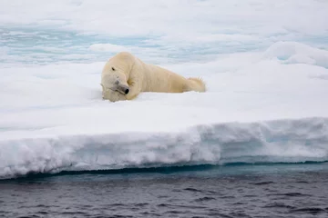 Photo sur Plexiglas Ours polaire Polar bear lying on ice with snow in Arctic