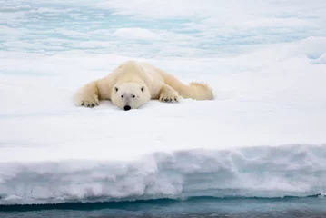 Fotobehang Ijsbeer IJsbeer liggend op ijs met sneeuw in Arctic
