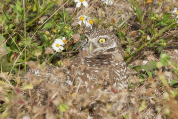 Burrowing owl with wide eye