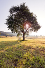 Obraz premium Lonely tree in field at summer day