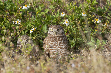 Burrowing owls outside their den