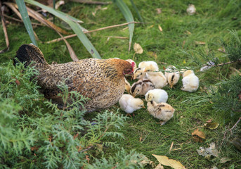 a mother chicken with its baby chicks in grass