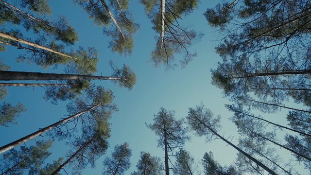 Pine free forest sunny day lights slow motion, trees, sky