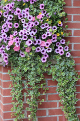 Fototapeta na wymiar gorgeous spray of hanging petunias and green leaves against red brick wall