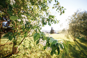 Spring coming to the city. A blossoming apple tree is depicted on the background of city park