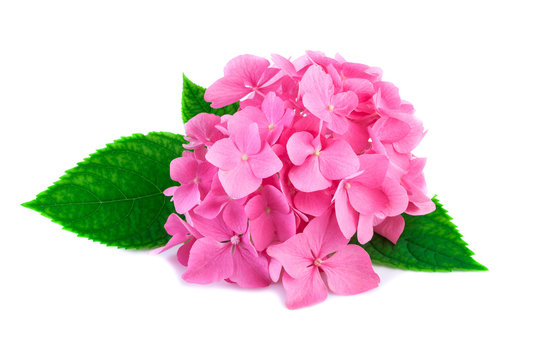 Pink hydrangea flowers with green leaves isolated on white. Blossoms of hortensia or hydrangea plant in close-up.