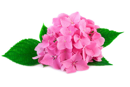 Pink hydrangea flower with green leaves and water drop isolated on white. Blossoms of hydrangea flowers in close-up.