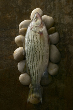 Close-up of striped bass on pebbles on rusty background