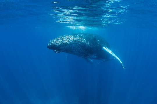 Humpback Whale Swimming Just Below Surface