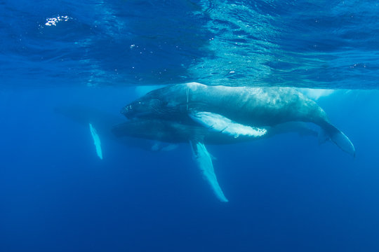 Three Humpback Whales in Blue Water