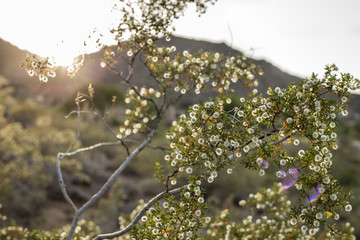 Sunset over the mountain