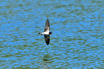 ツバメの飛翔シーン