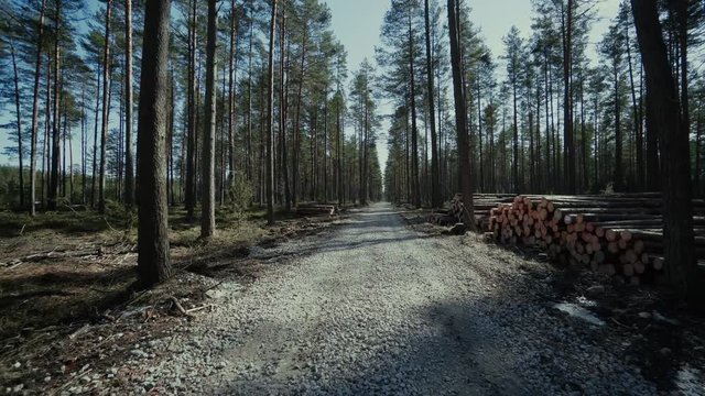 Pine logs forest boards lumberjack feller loggers work forest road