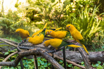 Species of the bird park in Foz do Iguacu Brazil, Ararajuba