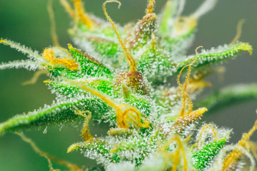 bud cannabis, with sugar trichomes cbd thc shot Macro buds of medicinal marijuana . Concepts of...