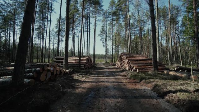 Pine logs forest boards lumberjack feller loggers work forest road