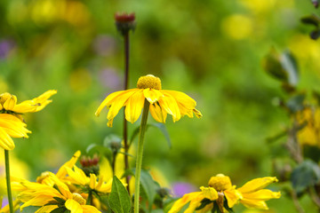 Flower Farm Angkhang, Thailand