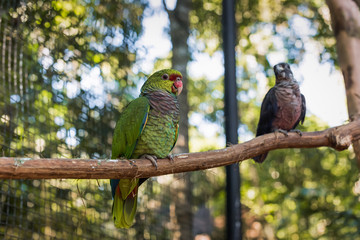 Species of the bird park in Foz do Iguacu Brazil, macaw maracana