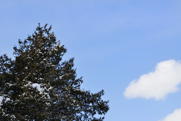 冬　木　雪　空　雲　素材