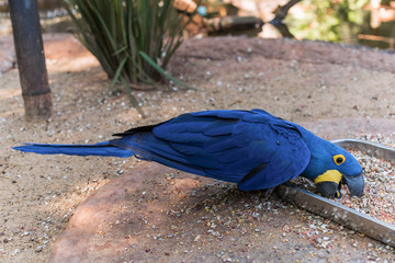 Species of the bird park in Foz do Iguacu Brazil, Blue Arara