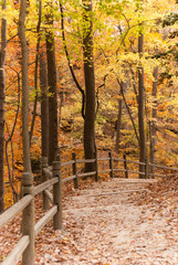 Fall forest pathway