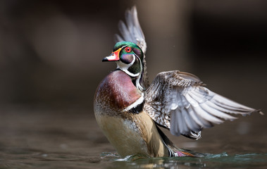 Wood Duck
