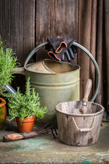 Homegrown and aromatic herbs in the garden