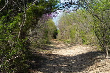 Forest road in sunny spring day in Texas