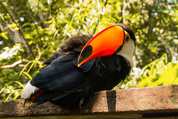 Species of the bird park in Foz do Iguacu Brazil, toucan toco