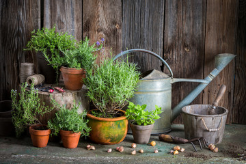 Homegrown green herbs on the old porch