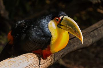 Species of the bird park in Foz do Iguacu Brazil, toucan green beak