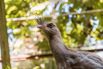 Species of the bird park in Foz do Iguacu Brazil, seriema