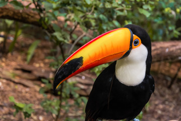 Species of the bird park in Foz do Iguacu Brazil, toucan toco