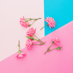 Blue and pink pastel background with roses. Flat lay. Top view