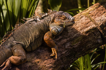Species of the reptile, park in Foz do Iguacu Brazil, dragon, scientific name Enyalioides laticeps