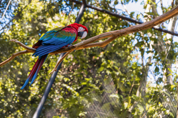 Species of the bird park in Foz do Iguacu Brazil, araracanga or macaw red