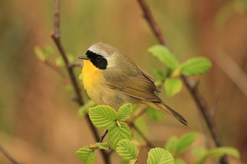 yellowthroat