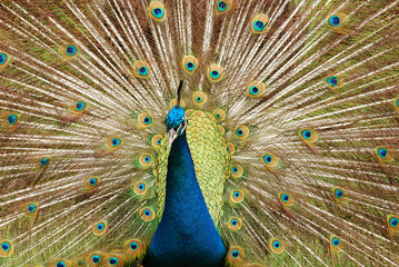 Obraz premium Male peacock with tail open in mating ritual