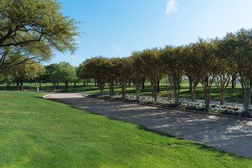 Alley of trees in the city park on a sunny spring morning in Dallas