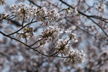 japanese cherry 