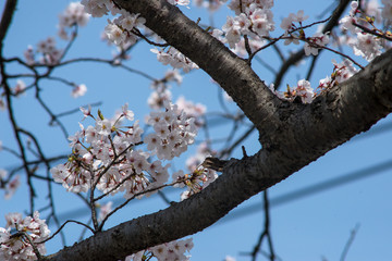 japanese cherry 