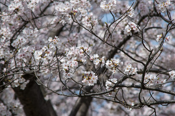 japanese cherry 