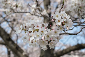 japanese cherry "sakura" blossom