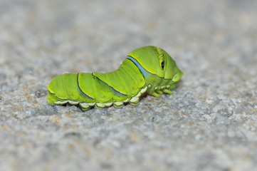 The larva of a butterfly