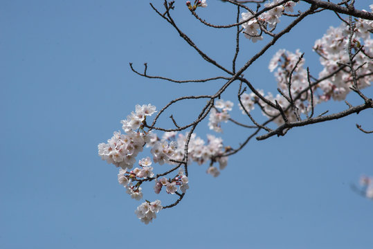 japanese cherry "sakura" blossom