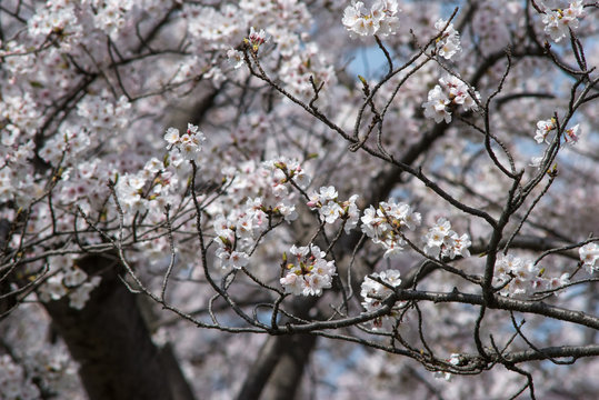 japanese cherry "sakura" blossom